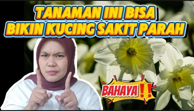 Cantik tapi Berbahaya, Tanaman Ini Bisa Bikin Kucing Sakit Parah-<i>Serius Ini Hewan?</i>