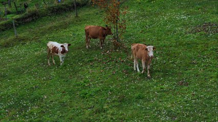 Bu yıl son kez açtı! Trabzon’un yaylalarını işte böyle süsledi