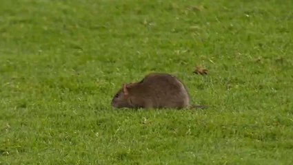 Wales vs Belgium World Cup qualifier stopped after rat invades pitch