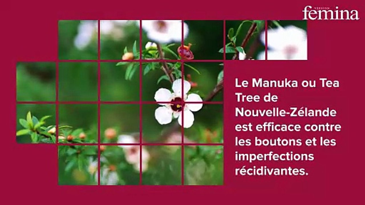 Imperfections : selon une experte, ces 5 huiles essentielles font toute la différence contre les boutons