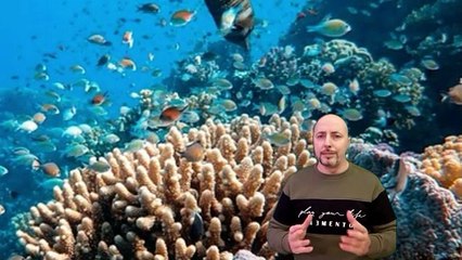 Barriere coralline in agonia il riscaldamento degli oceani accelera il disastro