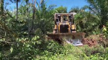 D6R XL Bulldozer The Key to Successful Maintenance of Palm Plantation Roads