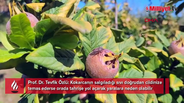 Sakın dokunmayın! Karadeniz’de hızla yayılıyor, ciltte yara ve alerji bırakıyor