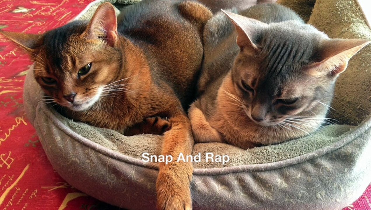 Snap And Rap