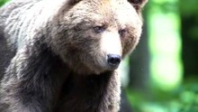 Os animais mais fofos do mundo N•546