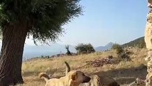 Os animais mais fofos do mundo N•547