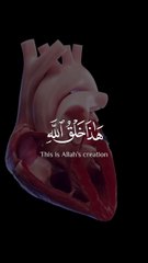 Islamic best video_islam_muslims_allah_sukoon#allah#islam#sukoon