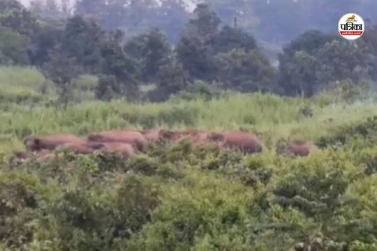 CG Elephant Terror: अंबिकापुर के लालमाटी क्षेत्र में हाथियों का आतंक, भोपाल का युवक कुचलकर मौत के घाट, Video