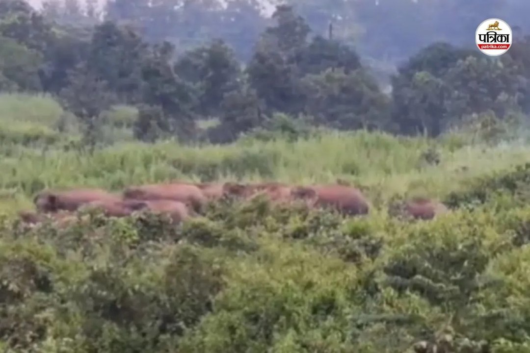 CG Elephant Terror: अंबिकापुर के लालमाटी क्षेत्...