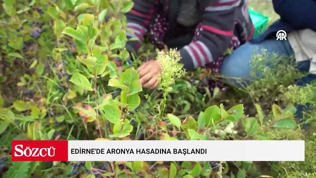 Antioksidan değeri en yüksek meyve hasat ediliyor: Kilosu 90 liradan satılıyor