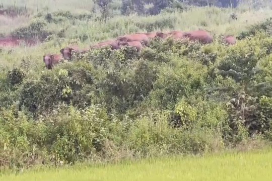 भोपाल के युवक को अंबिकापुर के समीप हाथियों ने कुचलकर मार डाला, 25-30 हाथी रात से मचा रहे उत्पात