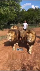 Lions Never Eat Their Owners
