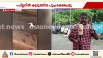 രക്ഷപ്പെട്ടേ....; ആലുവയിൽ മെട്രോ പില്ലറിനുള്ളിൽ കുടുങ്ങിയ പൂച്ച താഴേക്ക് ചാടി
