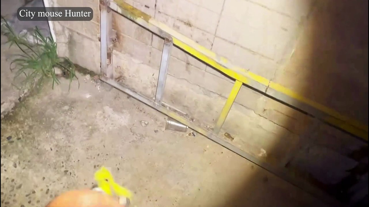 Roach Rumble: Urban Pest Control with a Twist!