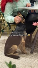 Un chien errant affamé s’invite à la table 2 clientes d'un restaurant et repart avec une nouvelle famille