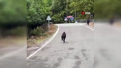 Yaşlı adam domuz saldırısından son anda kurtuldu!