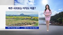 [이슈날씨] 제주 서귀포는 아직도 여름? / YTN