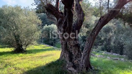 Il Fascino del Legno di Ulivo_