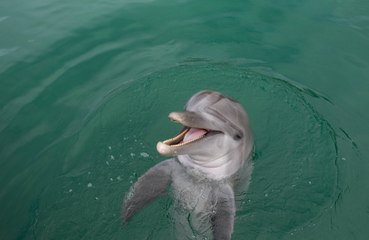Stranded dolphins may suffer from Alzheimer's