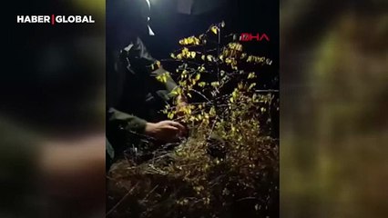 Bursa DKMP açıkladı! Yaban hayvanlarını avlamak için düzen kurulmuş