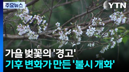 가을 벚꽃의 '경고'...기후 변화가 만든 '불시개화' / YTN