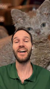 SELKIRK REX un chat SPECIAL 🧐