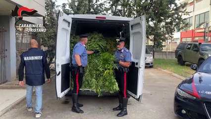 Traffico di marijuana dall'Oristanese al Nuorese: le immagini del blitz dei carabinieri