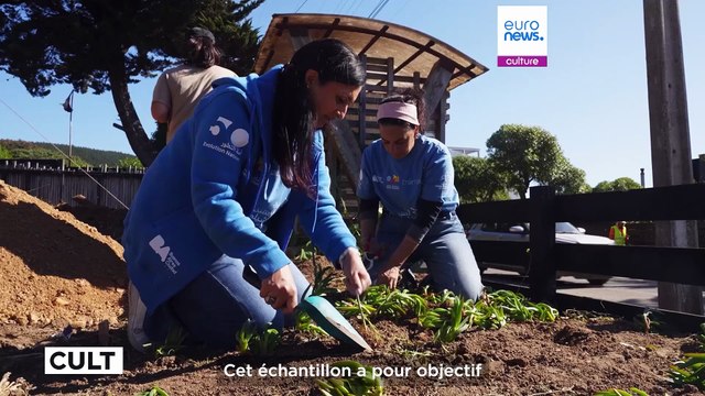 Le Qatar et le Chili collaborent pour planter des graines du patrimoine et des touches de tradition