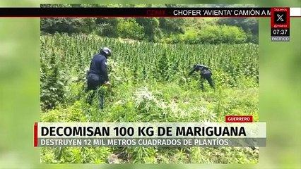 Decomisan 100 kg de marihuana en operativo de la GN en Guerrero