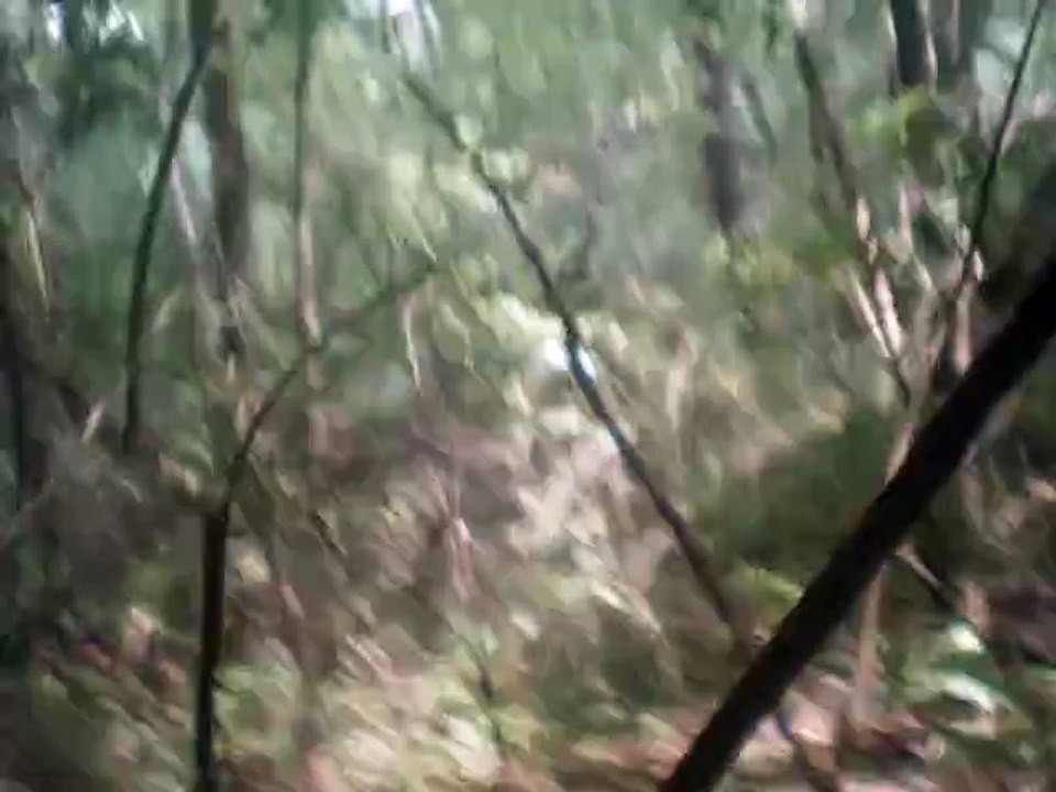 flop eared mule melody