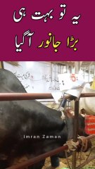 Ye to Bohat hi BARA BULL Agaya😱