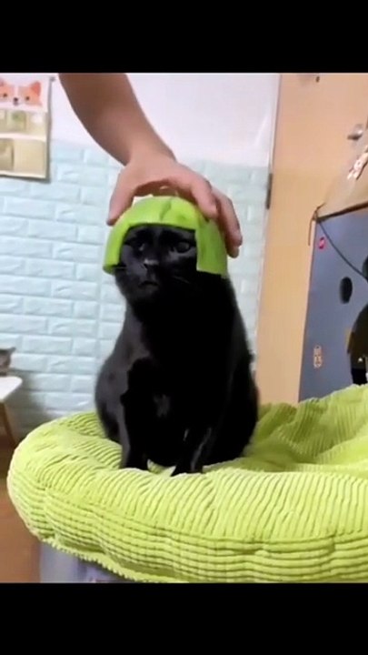 Funny Animal Videos Best Dogs And Cats Videos 😺😍 #shorts #fun #funnyanimals #cats #funnycats #explore #trendind