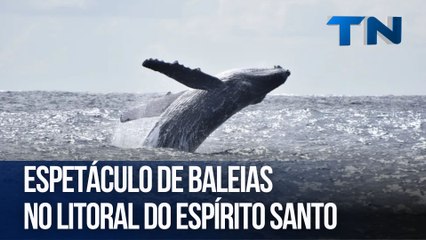 Espetáculo de baleias no litoral do Espírito Santo