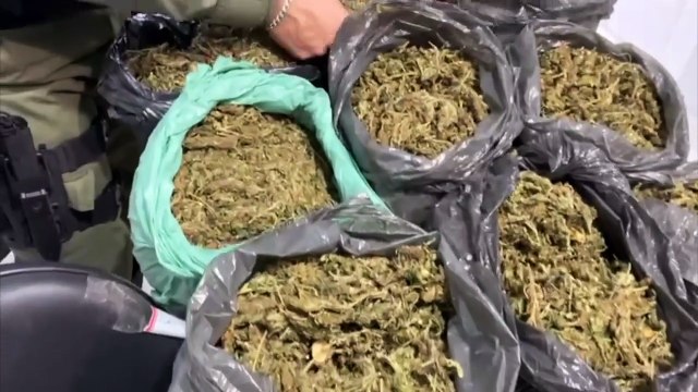 Apreensão Recorde: Polícia do 4º Batalhão Confisca 15 Quilos de Maconha e Prende Dois Suspeitos na Zona Rural de Caruaru