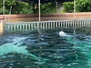 Marineland Belugas 🐋
