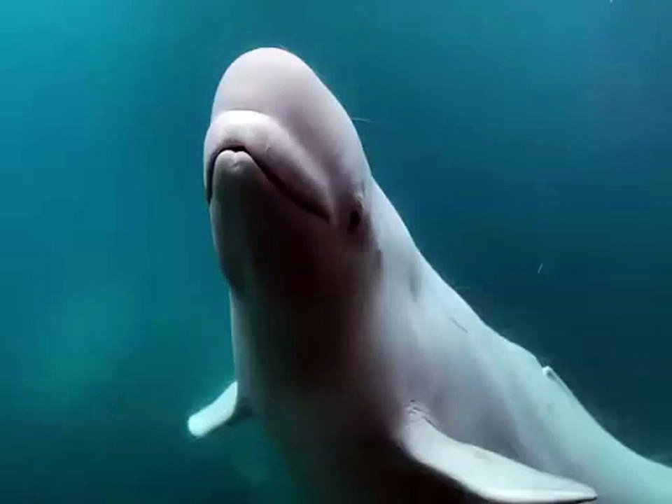 Marineland belugas Summer 2023