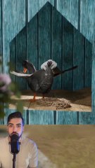 La poule aux œufs d’or