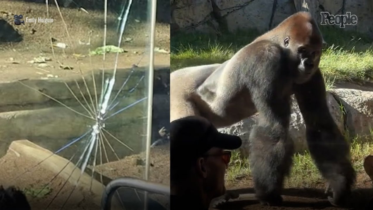 California Zoo Gorilla Cracks Enclosure's Glass in Front of Horrified Visitors, Who Say It 'Felt Like an Earthquake'