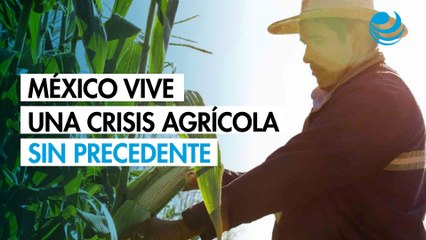México vive una crisis agrícola sin precedentes, alertan falta de políticas públicas
