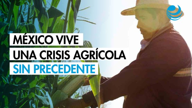 México vive una crisis agrícola sin precedentes, alertan falta de políticas públicas