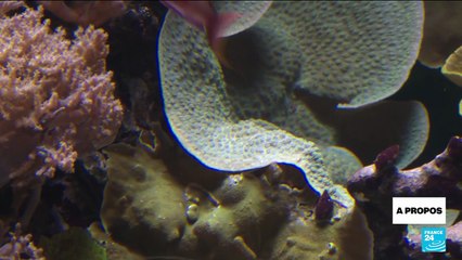 Coral reefs cross survival threshold in Earth’s first major climate tipping point