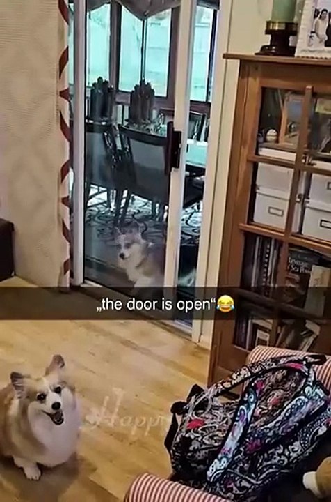 Animal funny video nonstop fun with cats dogs and pets in hilarious moments