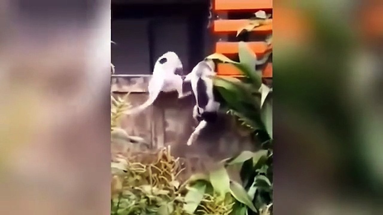 Watch hilarious animal funny video full of cats dogs and pets doing funny tricks and fails