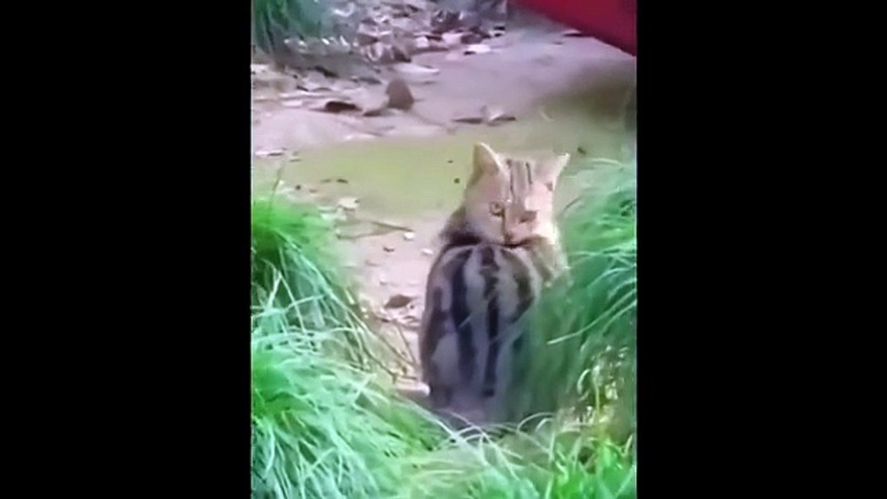 Animal funny video with cute cats dogs and pets doing hilarious things that make you laugh nonstop