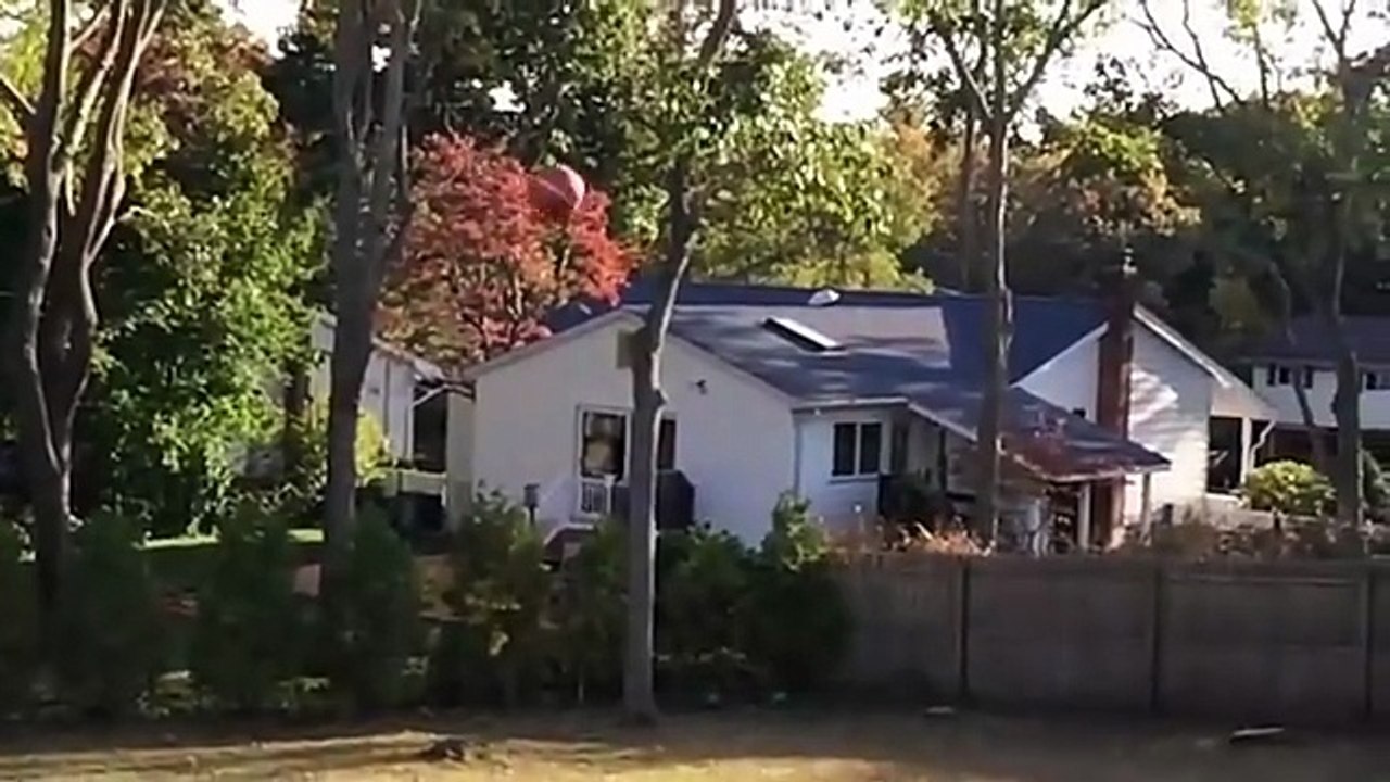 Best Funny Animals 2025 Funniest Pet Videos That Will Make You Smile All Day