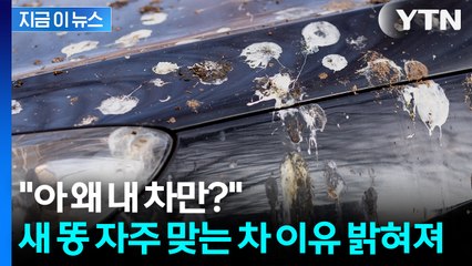 새 똥도 브랜드 봐가며 싼다? '이 차량' 운전자 주의 [지금이뉴스] / YTN