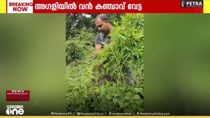 60 സെൻറ് സ്ഥലത്ത് കഞ്ചാവ് കൃഷി; 10,000ലധികം ചെടികൾ നശിപ്പിച്ച് പൊലീസ്.