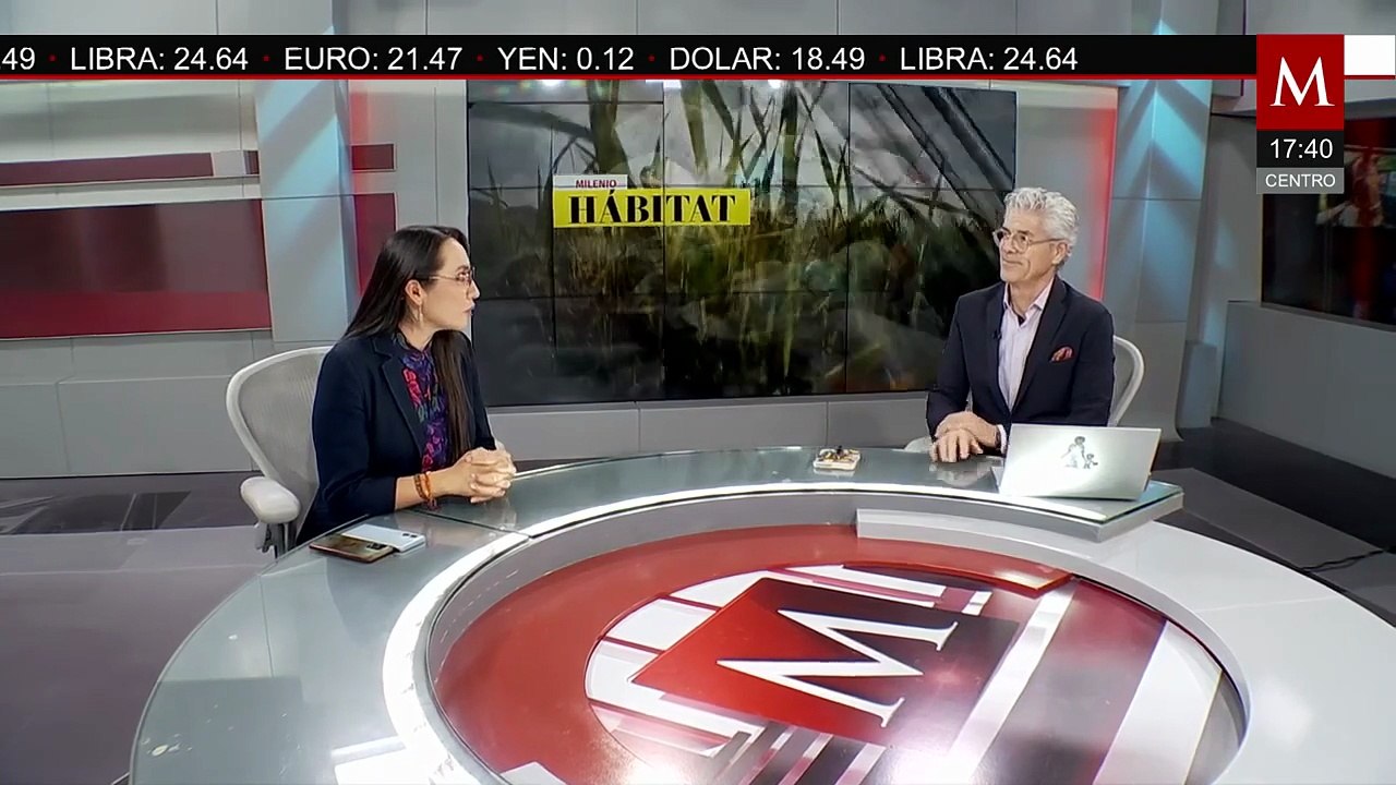 Blanqueamiento de corales que afecta al 84% de los arrecifes de coral | Milenio Hábitat