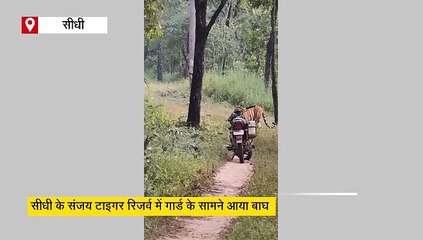 फॉरेस्ट गार्ड के सामने आ धमका बाघ, बाइक छोड़ लगाई दौड़, ऐसे बची जान