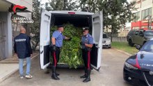 Settemila piante tra le campagne di Terralba: il maxi sequestro che segna un record in Sardegna